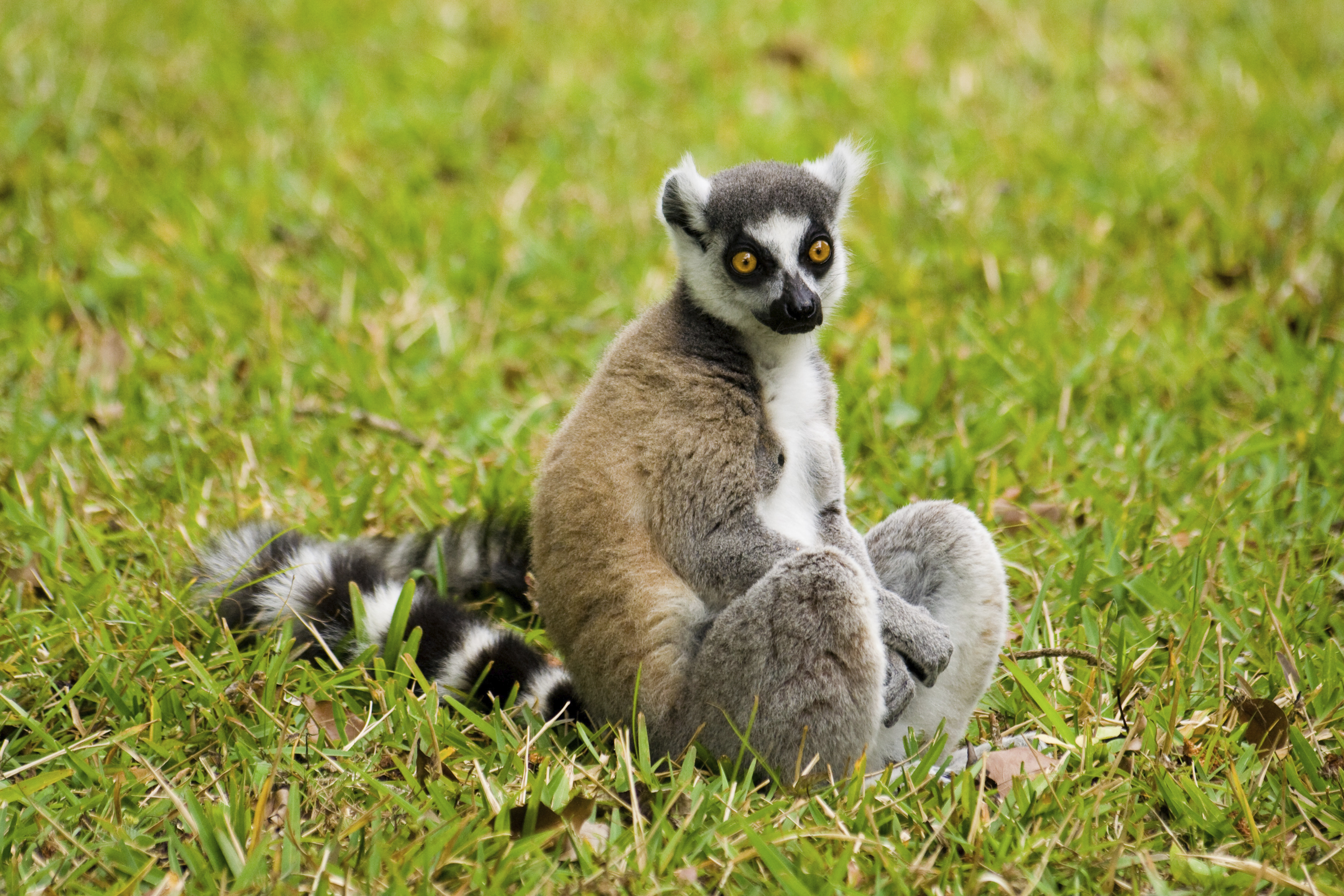 Lemurs are a big attraction